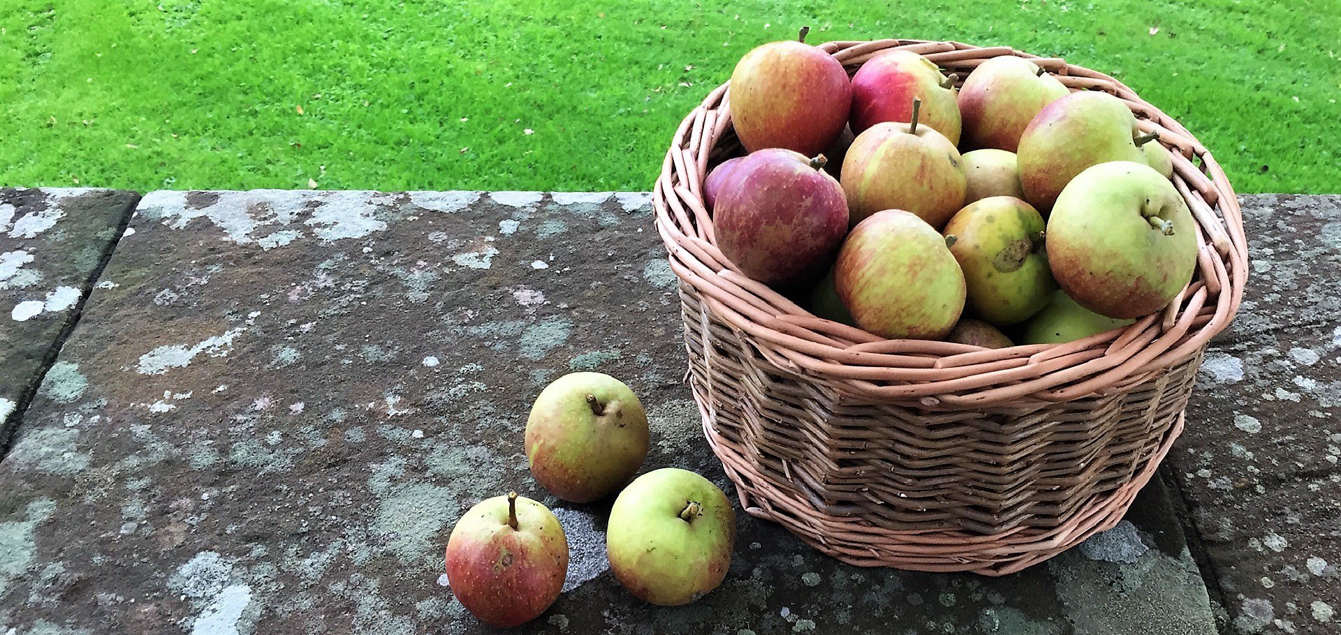 Green Apples Focus Agriculture Production Organic Apples Apple